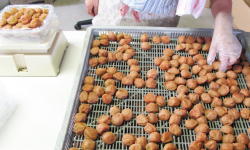 なかまつ農園 梅作り