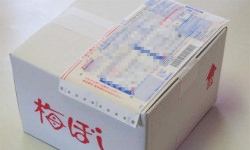なかまつ農園 梅作り