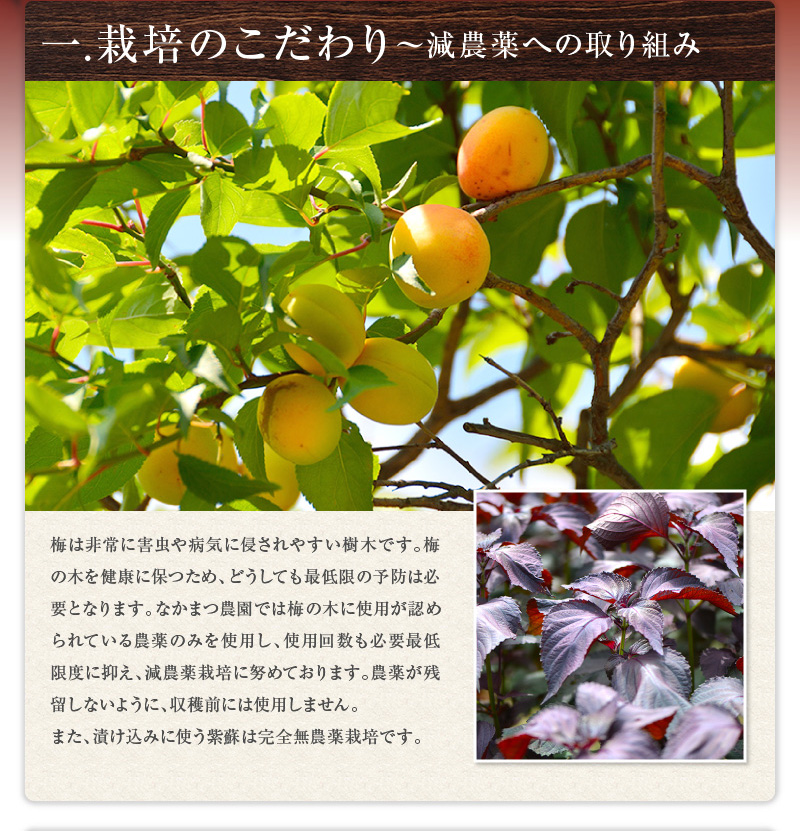 なかまつ農園 梅干し