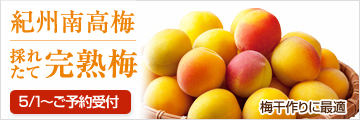 完熟南高梅